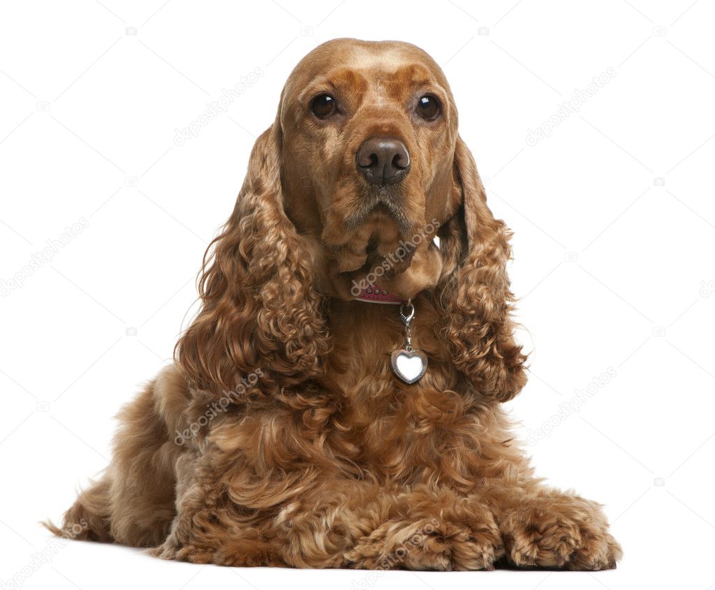 English Cocker Spaniel, 5 years old, lying in front of white background