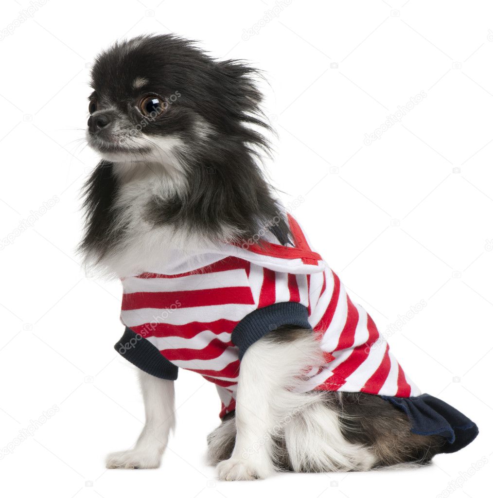 Chihuahua, 3 years old, dressed up and sitting in front of white background