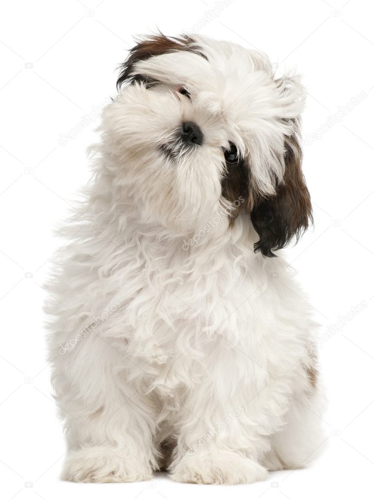 Shih Tzu puppy, 3 months old, sitting in front of white background