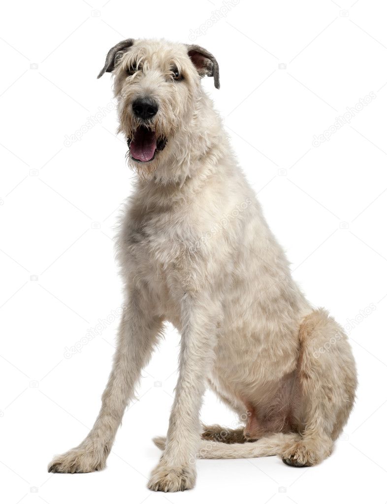 Irish Wolfhound, 4 years old, sitting in front of white background ...