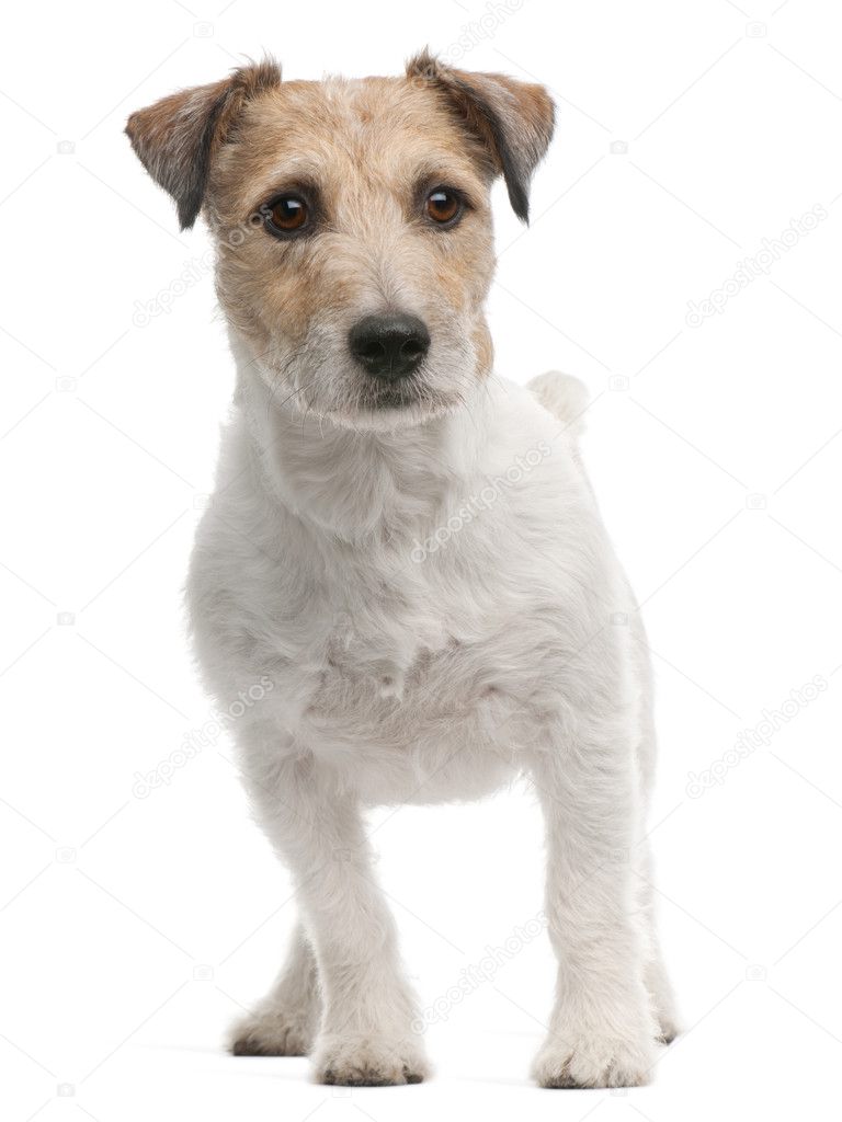 Jack Russell Terrier, 4 years old, standing in front of white background