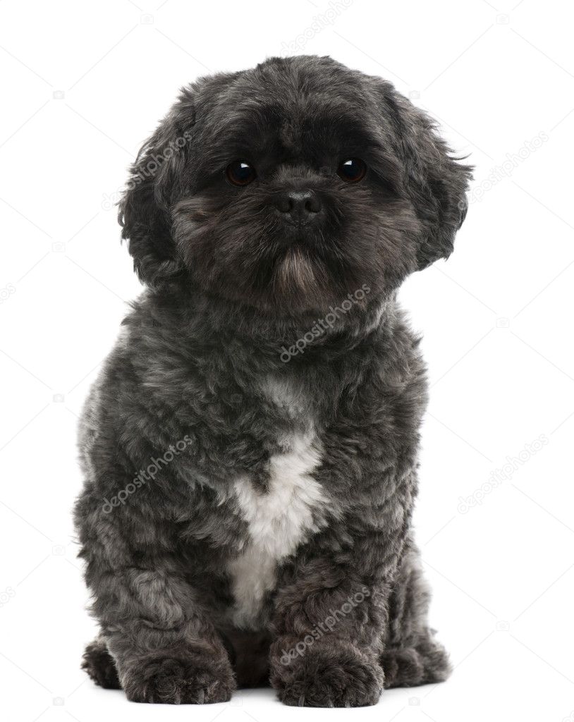 Lhasa Apso, 4 years old, sitting in front of white background