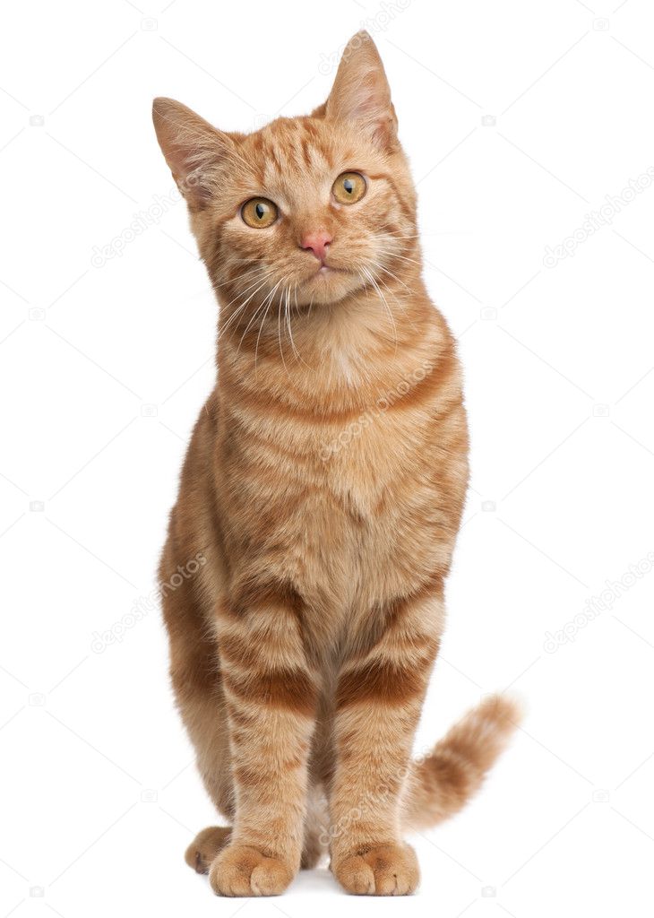 Ginger mixed breed cat, 6 months old, standing in front of white background