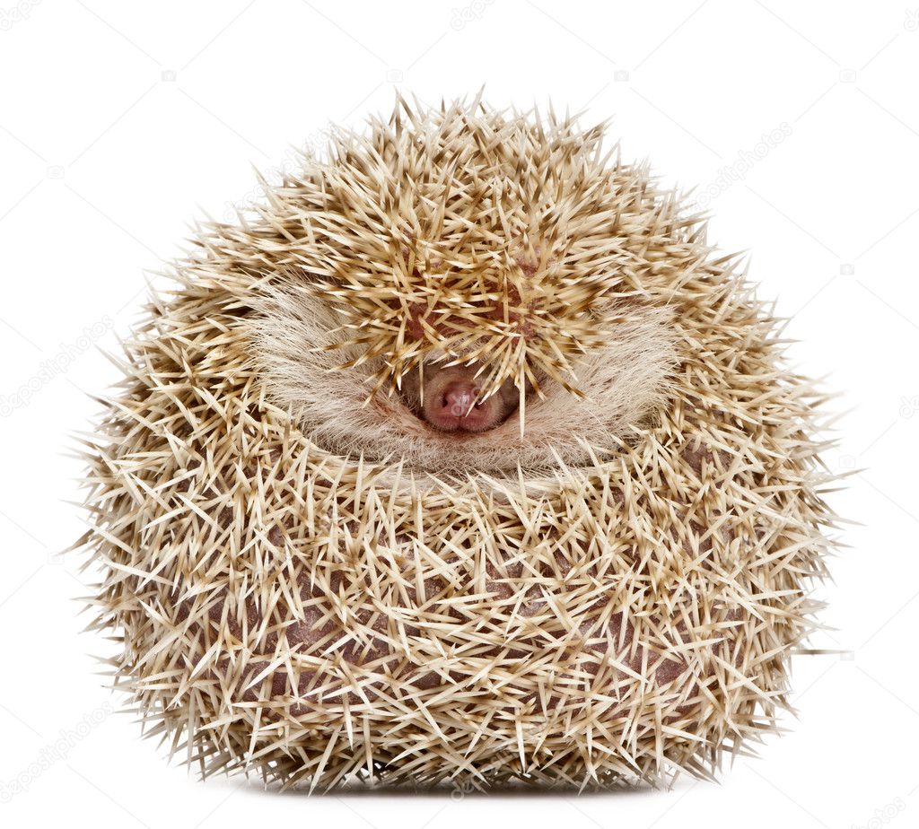 Four-toed Hedgehog, Atelerix albiventris, 2 years old, balled up in front of white background