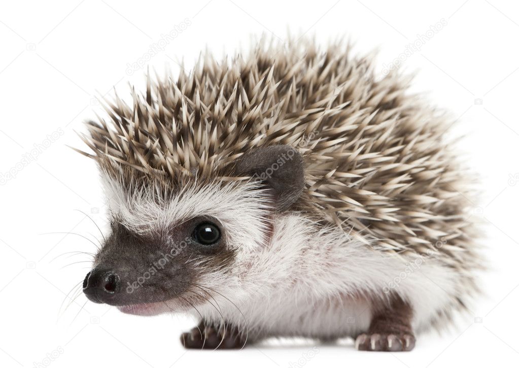 Four-toed Hedgehogs, Atelerix albiventris, 3 weeks old, in front of white background
