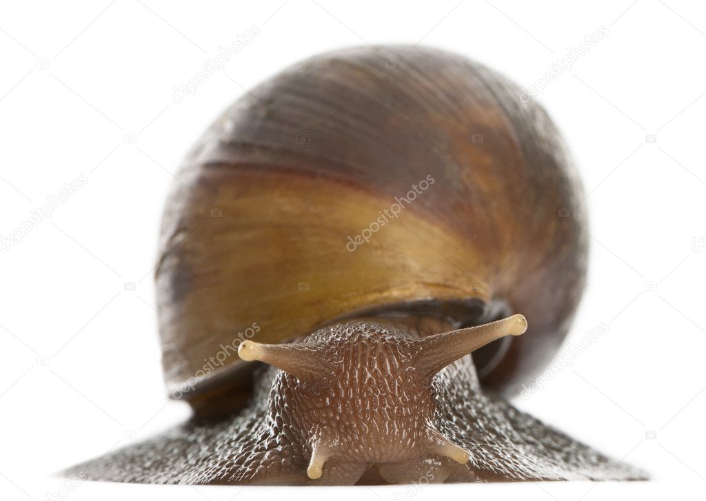 Giant African land snail, Achatina fulica, 5 months old, in front of white background