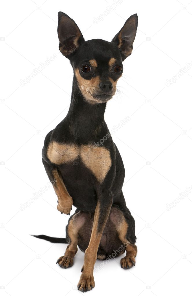 Prague Ratter, 2 years old, sitting in front of white background