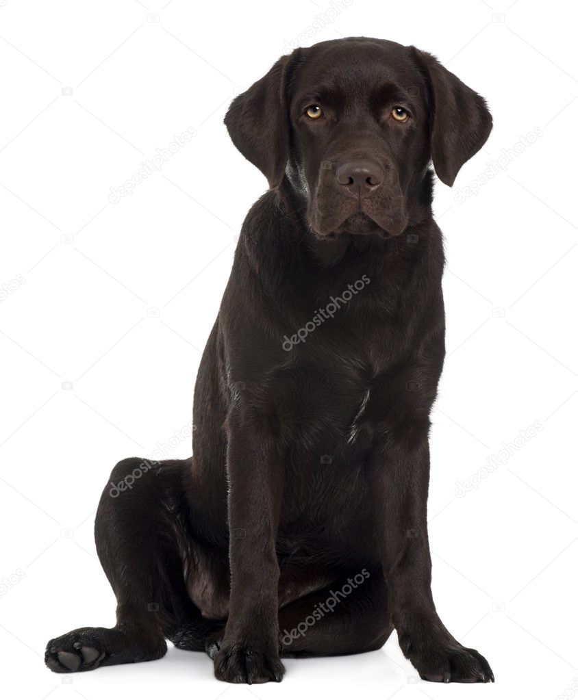 Labrador Retriever puppy, 6 old, sitting in front of white background Stock by ©lifeonwhite 10894925