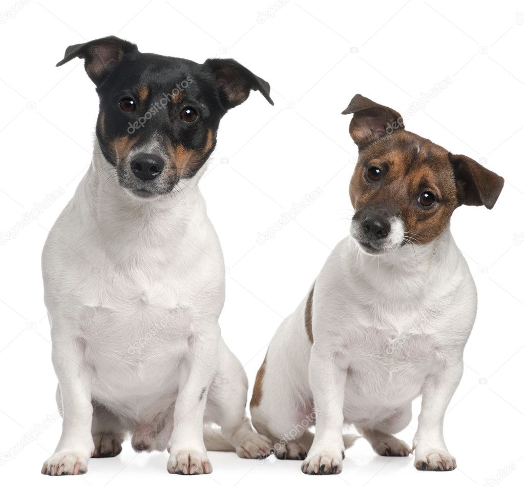 Jack Russell Terriers ( 4 and 2 years old)