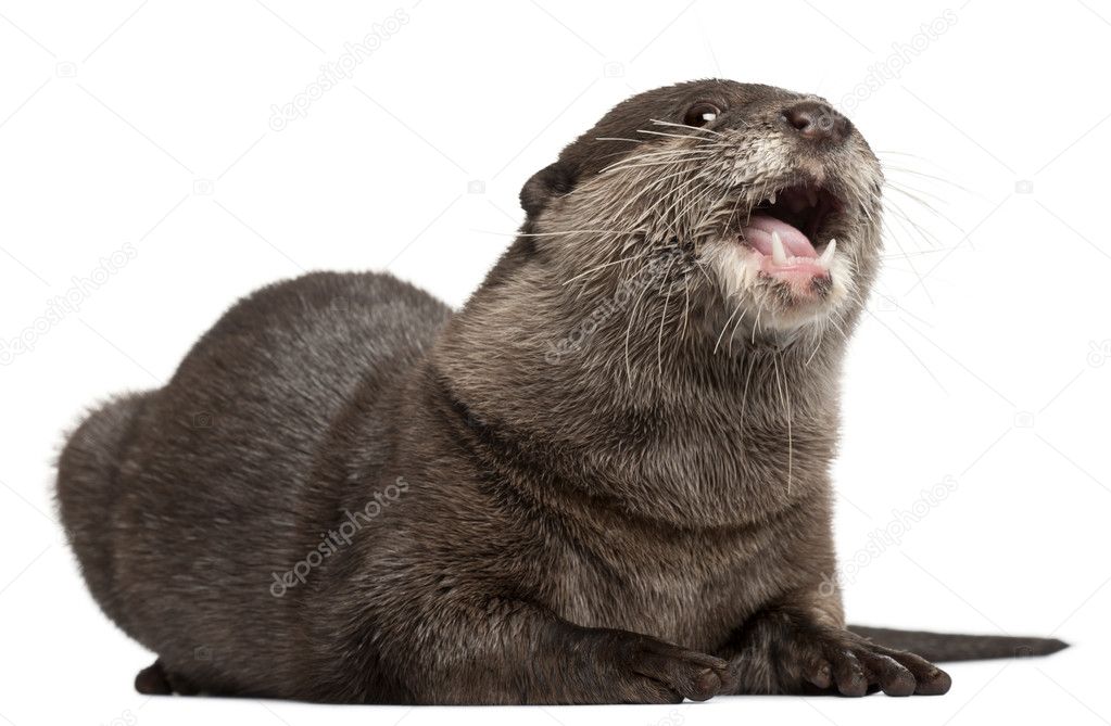 Oriental small-clawed otter, Amblonyx Cinereus, 5 years old, standing in front of white background
