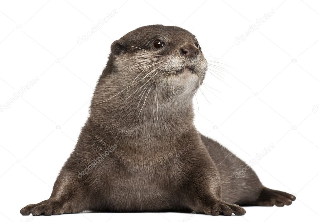 Oriental small-clawed otter, Amblonyx Cinereus, 5 years old, lying in front of white background