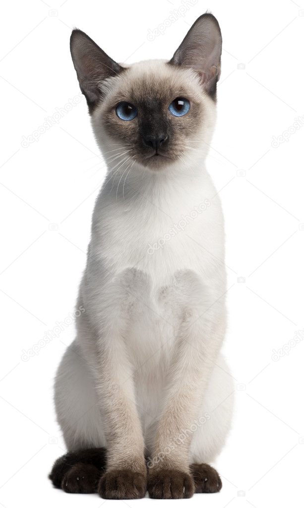 Thai kitten, 5 months old, sitting in front of white background