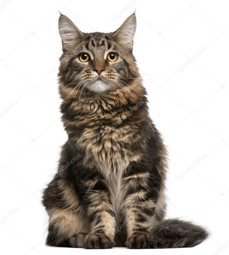 Maine Coon cat, 6 months old, sitting in front of white background