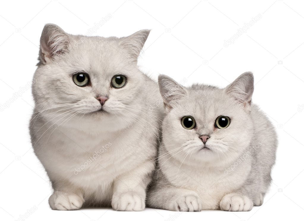 British Shorthair cats, 1 and 6 years old, in front of white background