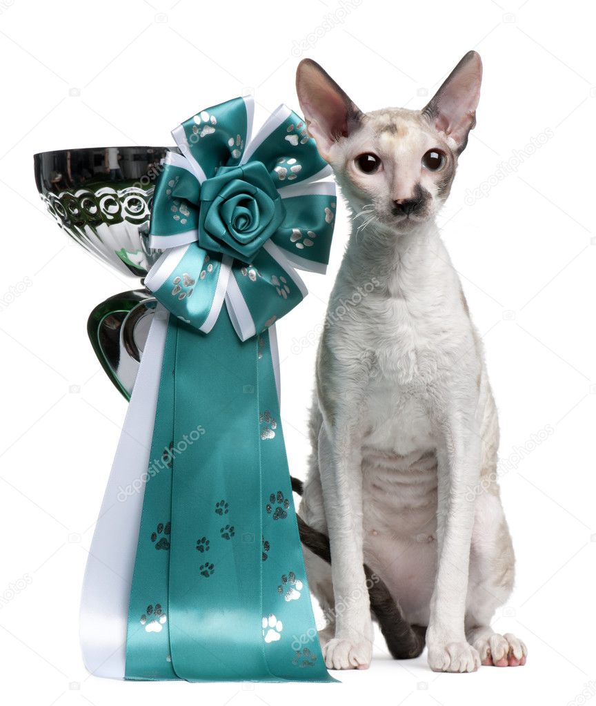 Cornish Rex cat, 7 months old, sitting next to prize in front of white background