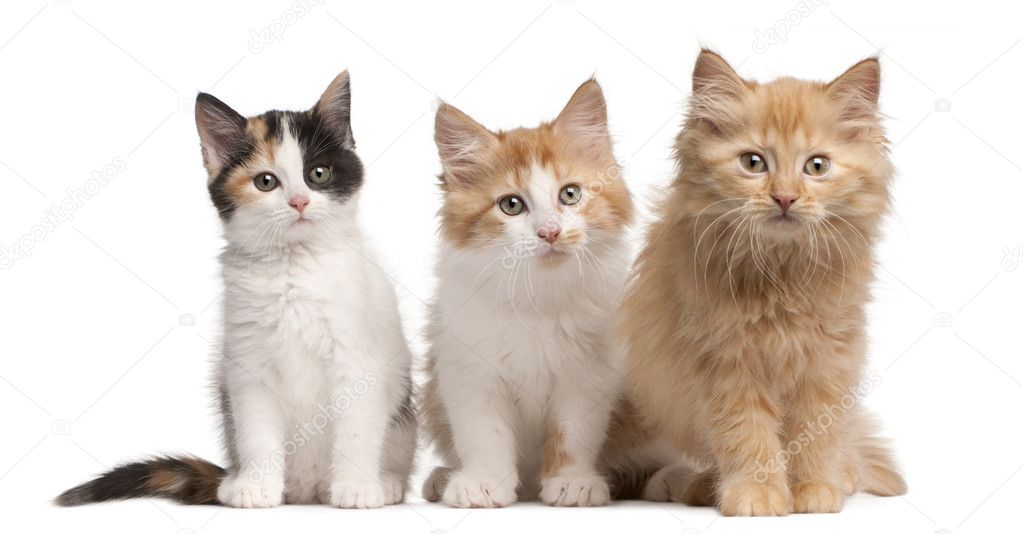 European Shorthair kittens, 10 weeks old, sitting in front of white background