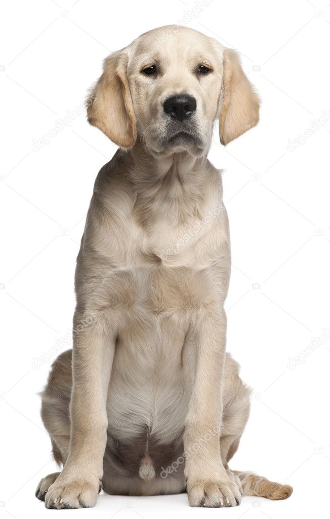 Golden Retriever puppy, 5 months old, sitting in front of white background