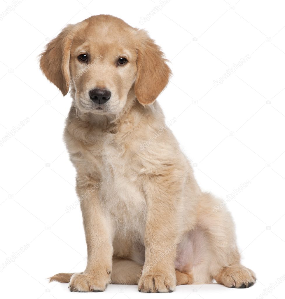 Golden Retriever puppy, 2 months old, sitting in front of white background
