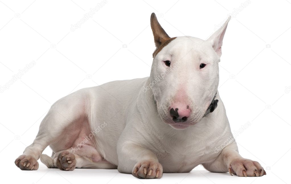 Bull Terrier, 9 months old, lying in front of white background