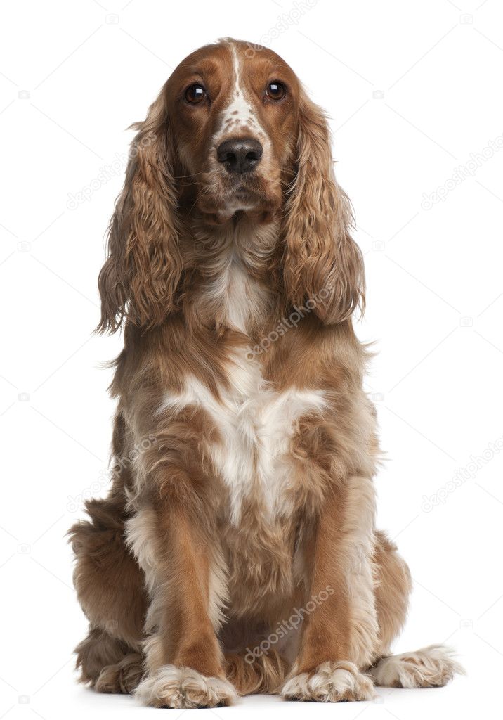 American cocker spaniel, 3 years old, sitting in front of white background