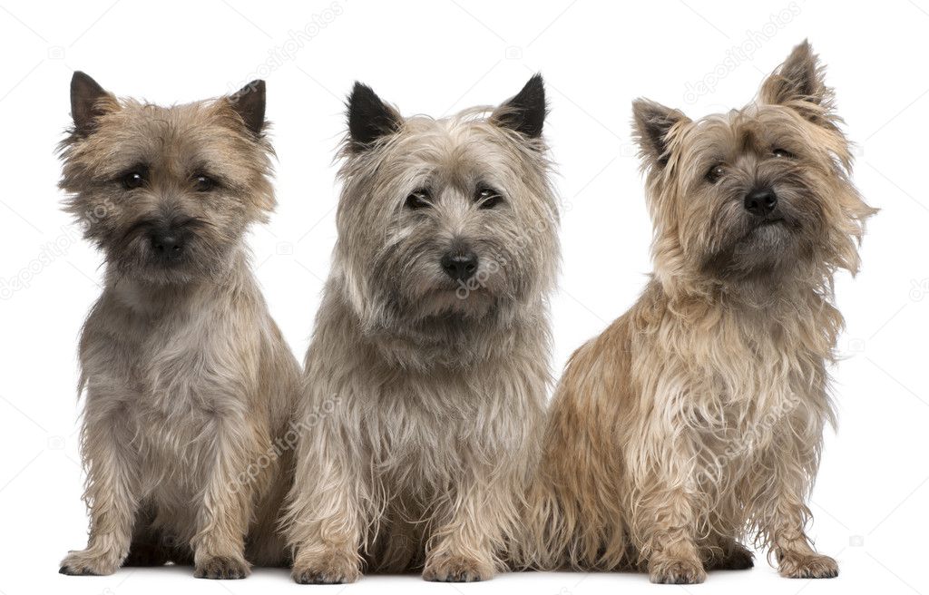 Cairn Terriers, 12 and 2 years old, sitting in front of white background