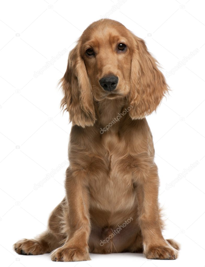 English Cocker Spaniel puppy, 5 months old, sitting in front of white background