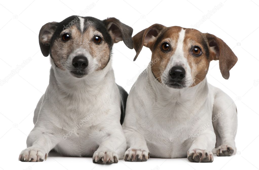 Jack Russell Terriers, 6 and 12 years old, lying in front of white background