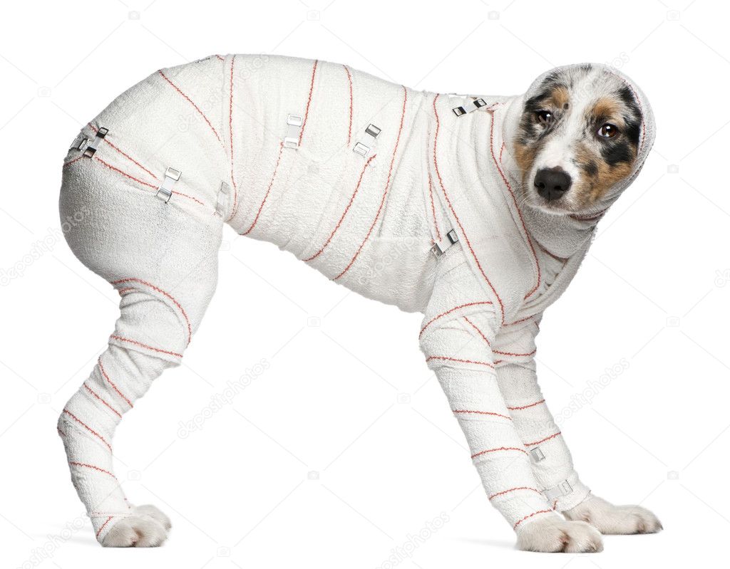 Australian Shepherd puppy in bandages, 5 months old, standing in