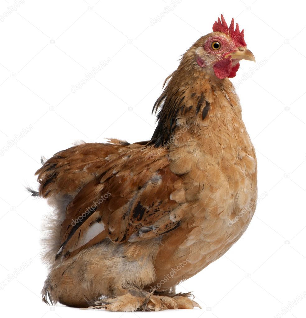 Hen sitting in front of a white background