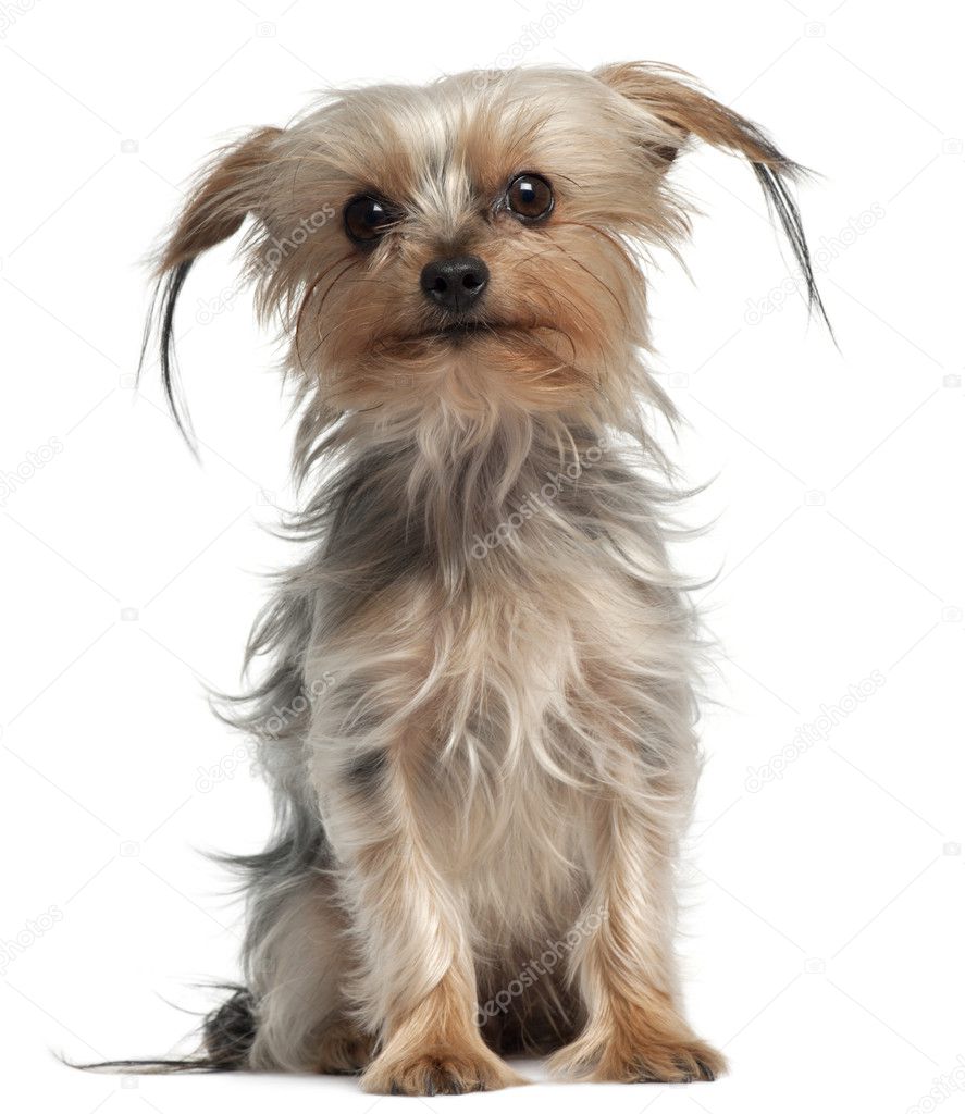 Yorkshire Terrier, 4 years old, sitting in front of white background