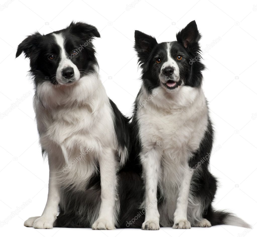 Border collies 1 and 9 years old, sitting in front of white background