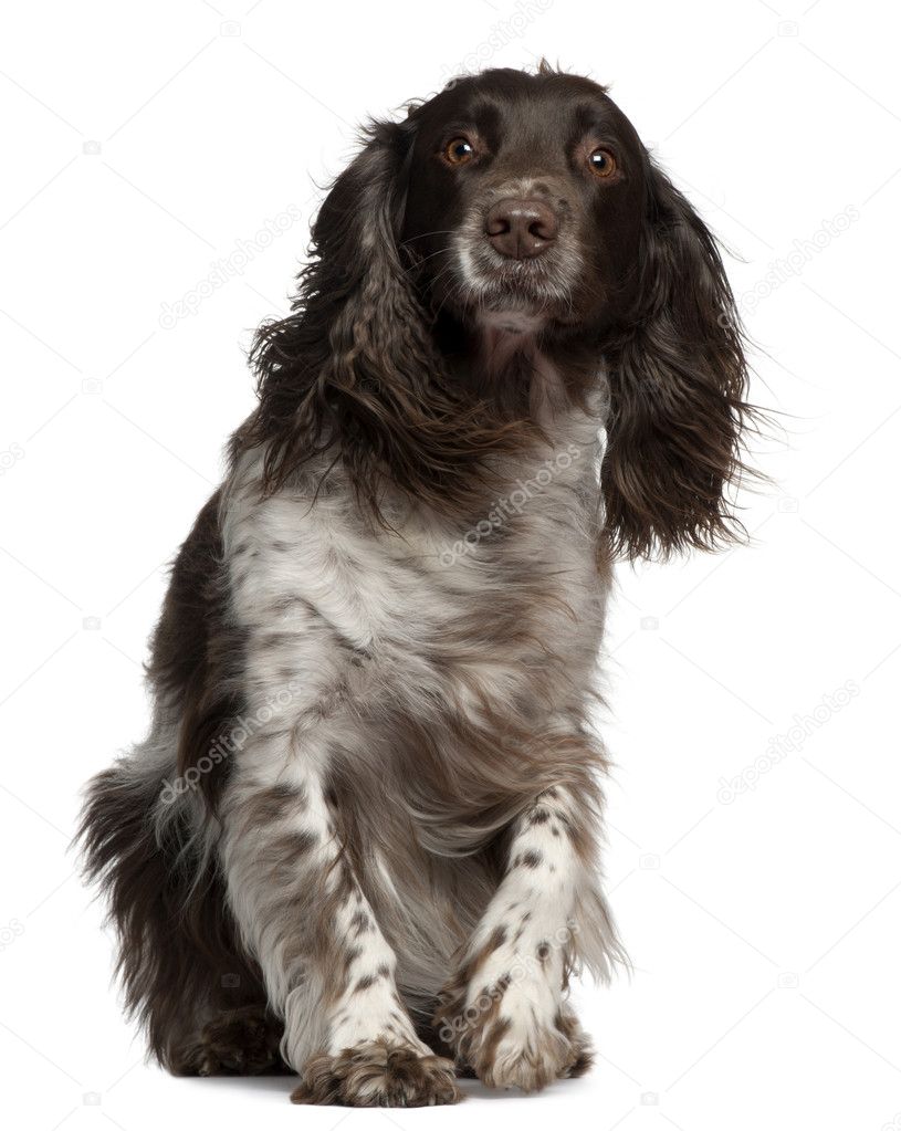 American Cocker Spaniel with windblown hair, 2 years old, sitting in front of white background