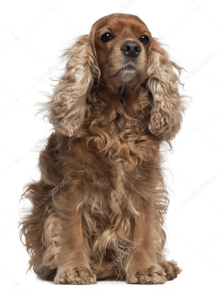 English Cocker Spaniel with windblown hair, 8 years old, sitting in front of white background