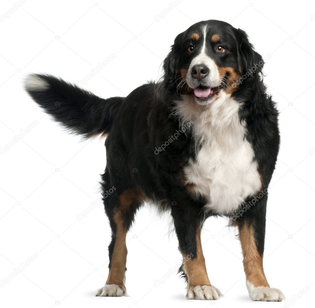 Bernese mountain dog, 4 years old, standing in front of white background