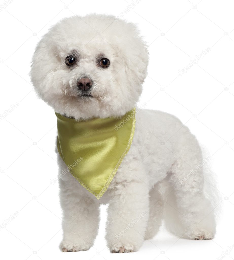 Bishon Frise wearing scarf, 7 years old, standing in front of white background
