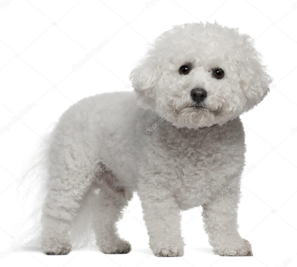 Bichon Frise, 5 years old, standing in front of white background