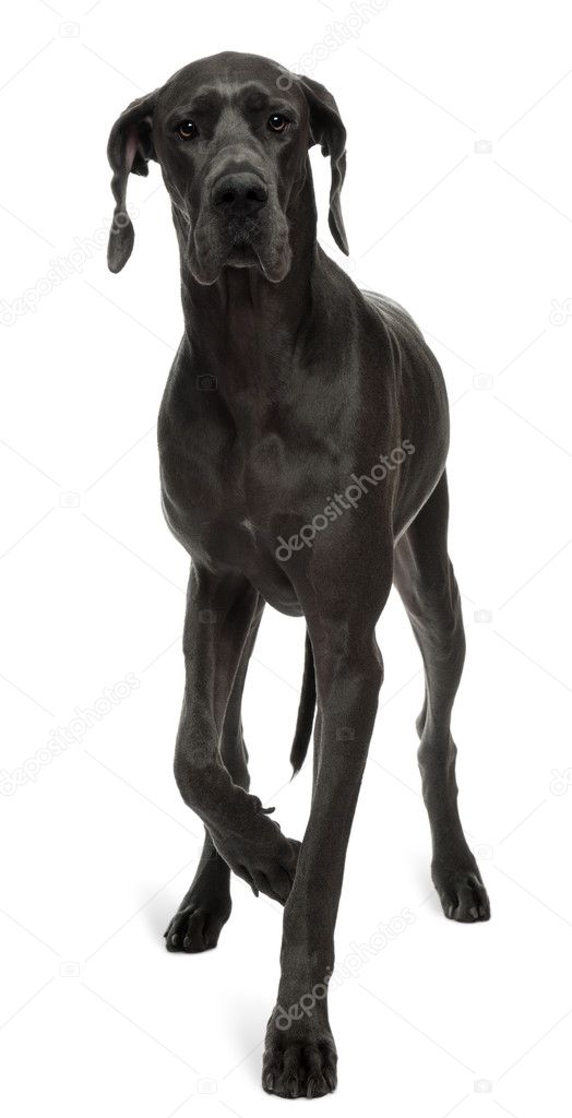 Great Dane, 15 months old, walking in front of white background