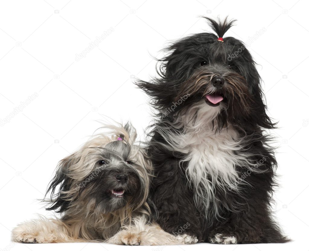 Tibetan Terriers with windblown hair, 2 and a half years old and 1 year old, in front of white background