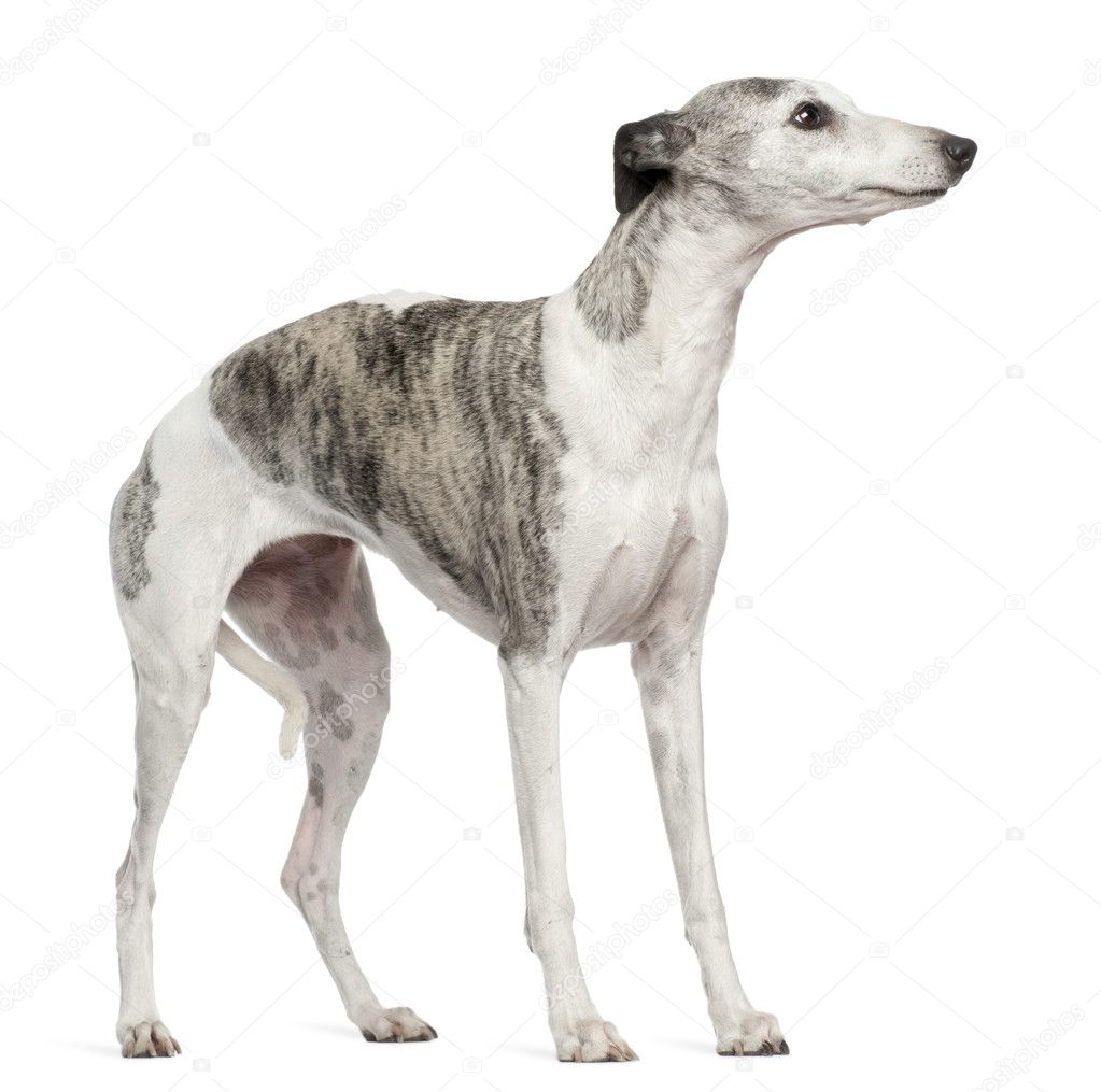 Whippet, 12 months old, standing in front of white background