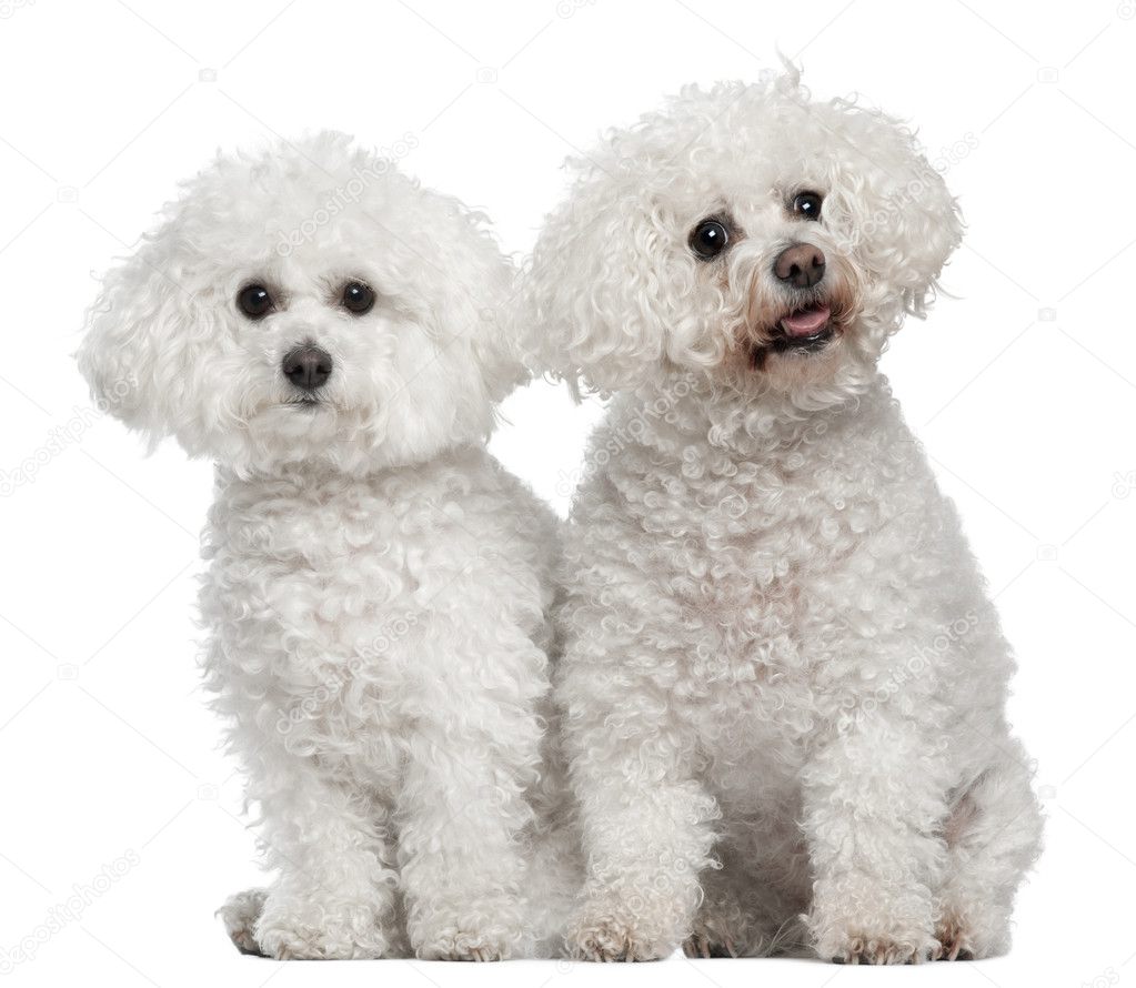 Bichon frise, 9 and 5 years old, sitting in front of white background