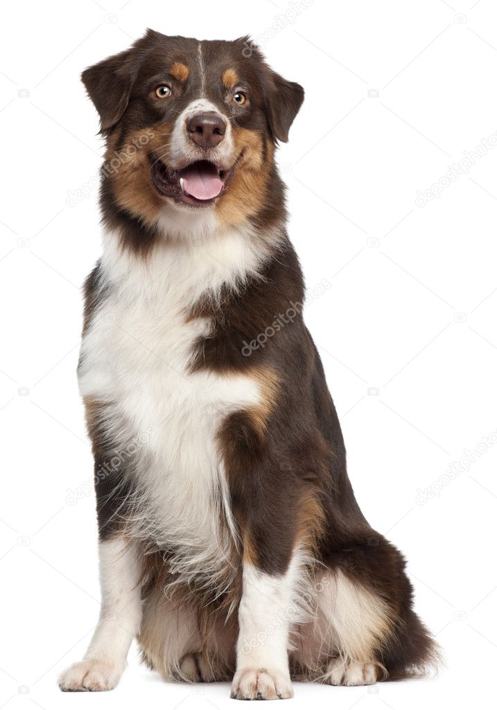 Australian Shepherd dog, 1 year old, sitting in front of white ...