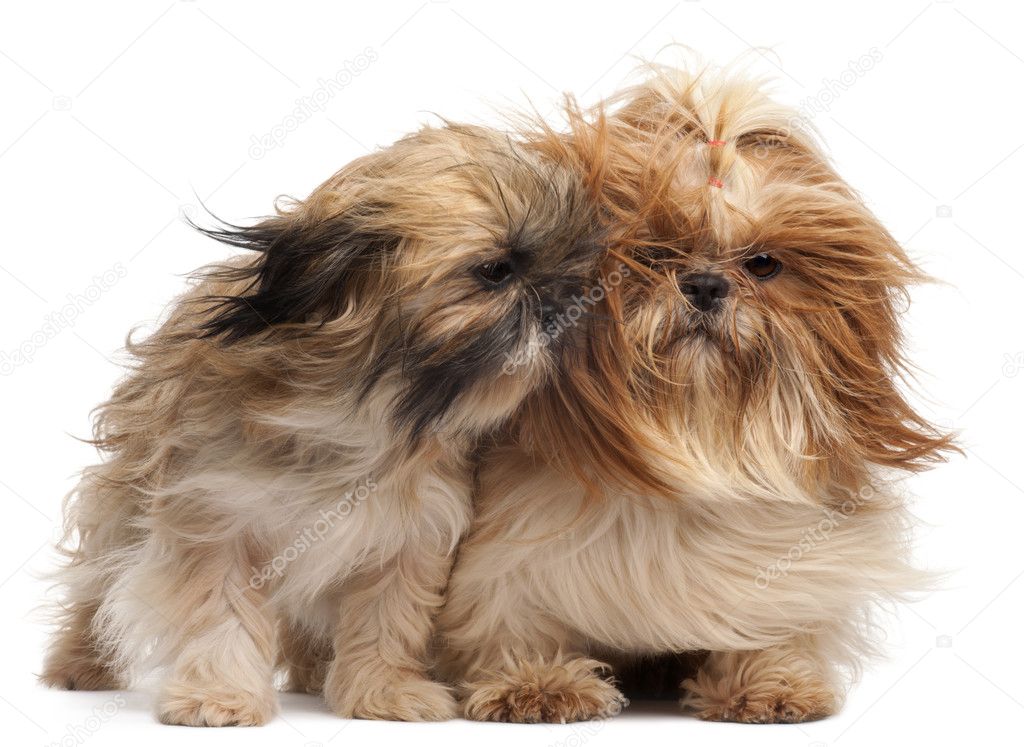 Two Shih-tzus with windblown hair in front of white background