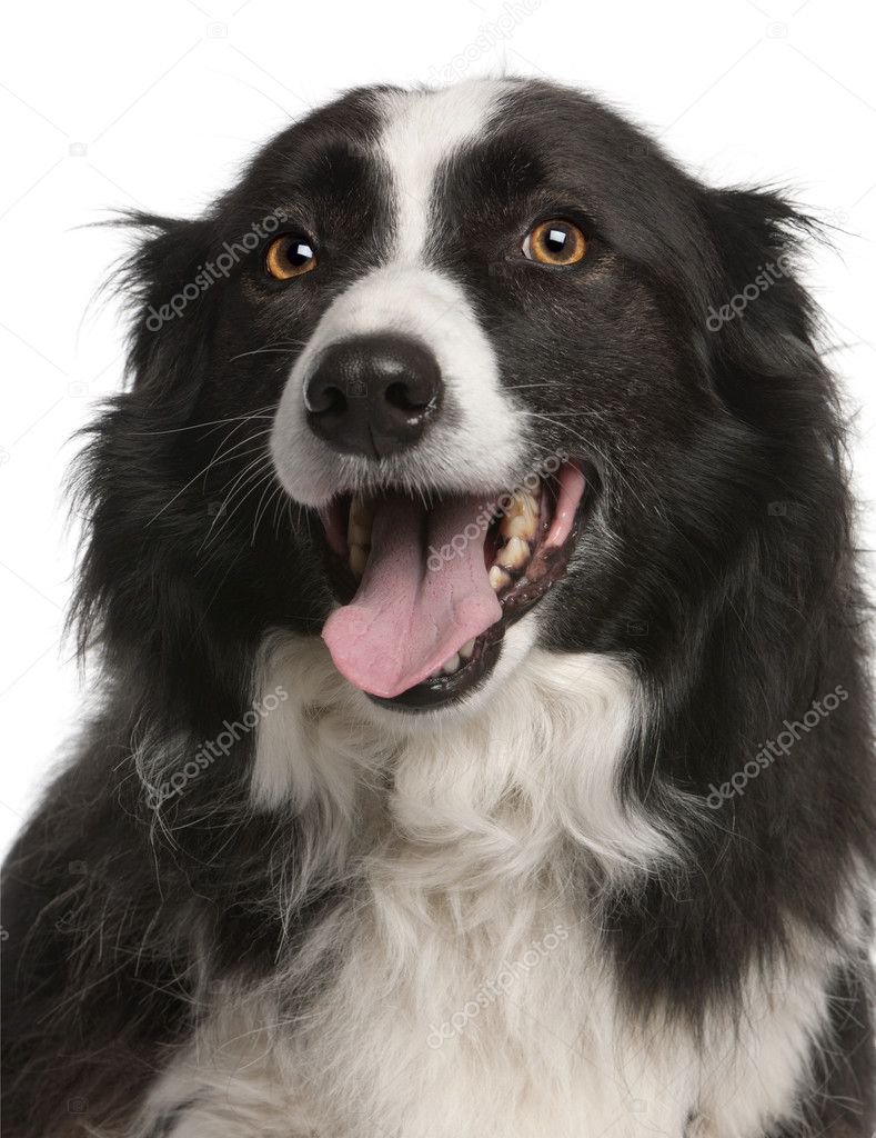 Close-up of Border Collie panting, 5 years old, in front of white background