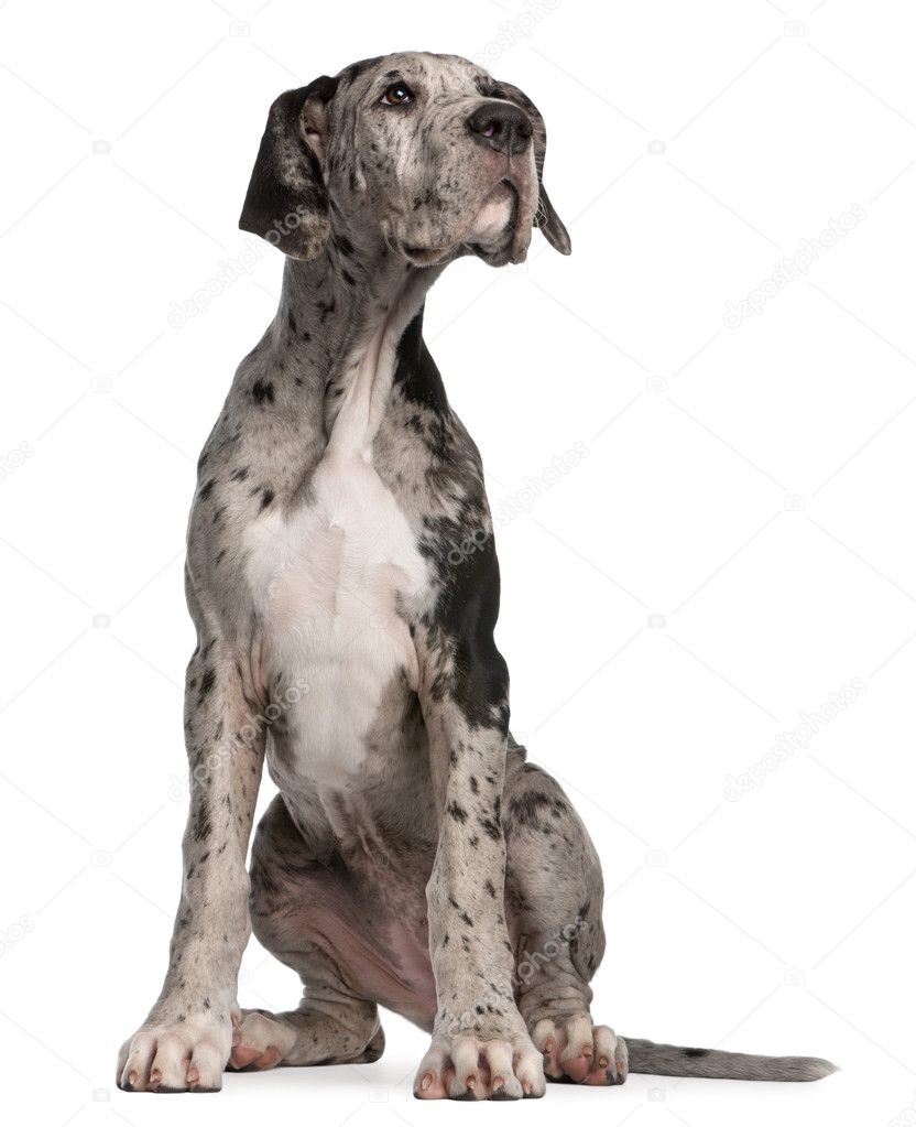 Great Dane puppy, 3 months old, sitting in front of white background