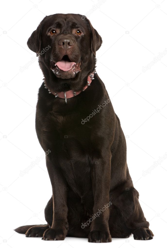 Labrador Retriever, 4 years old, sitting in front of white background