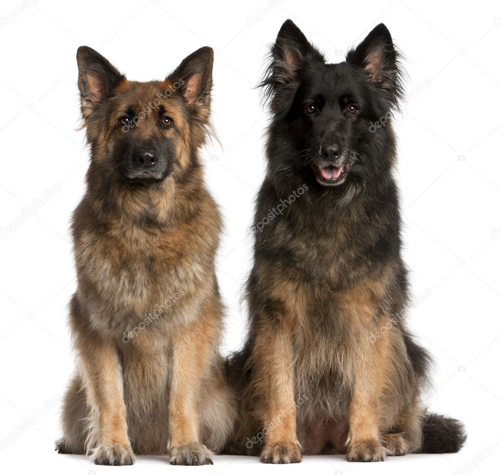 Two German Shepherds sitting in front of white background