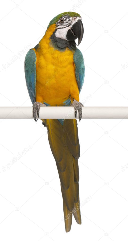 Blue and Yellow Macaw, Ara Ararauna, perched and flapping wings in front of white background