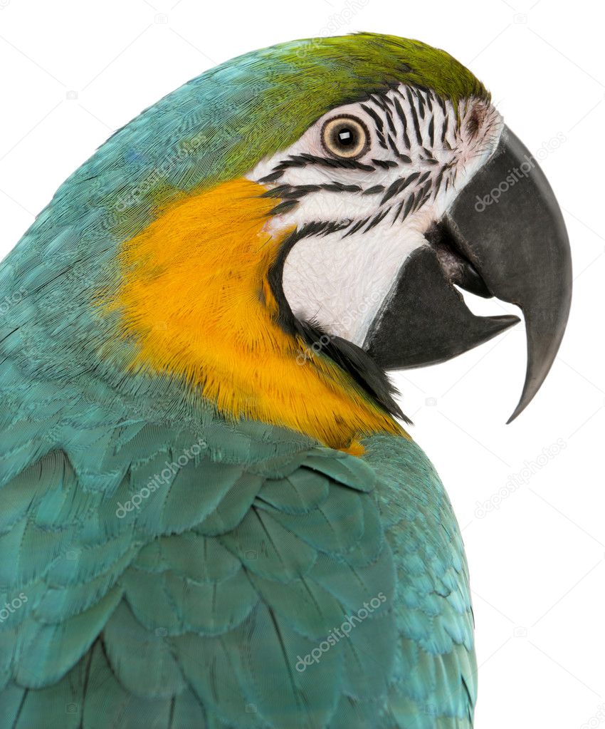 Close-up of Blue and Yellow Macaw, Ara Ararauna, in front of white background