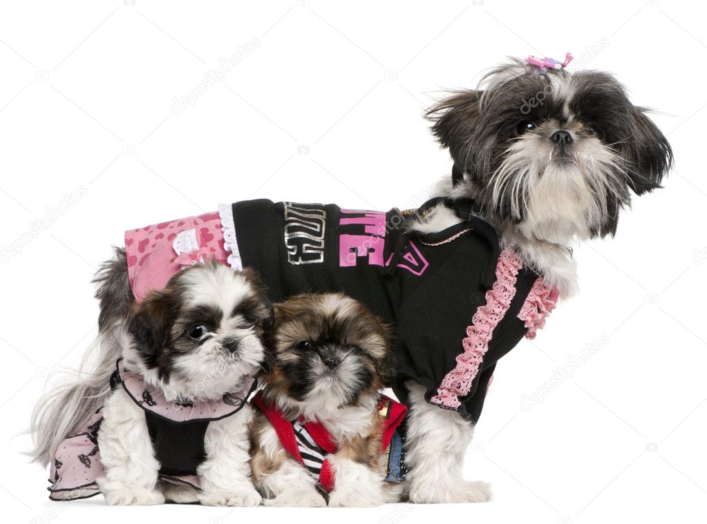Shih Tzus dressed up in front of white background