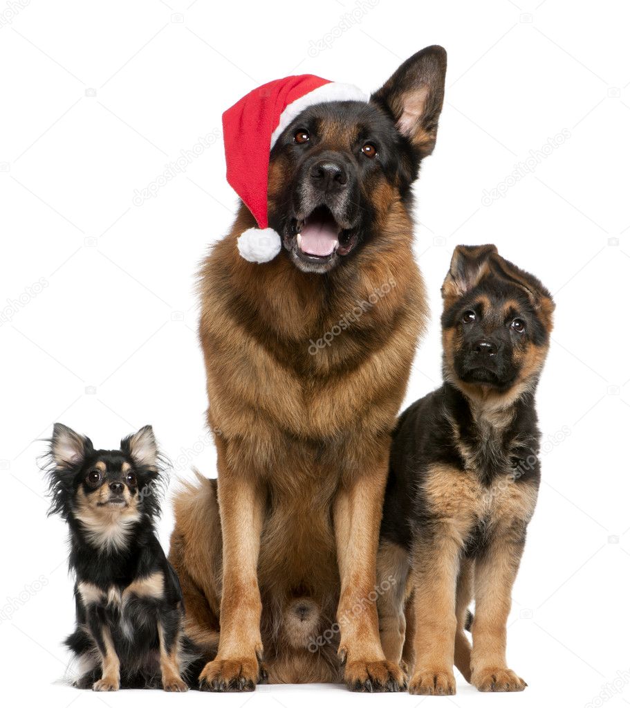 Chihuahua and German Shepherds with Santa hat sitting in front of white background